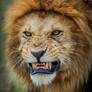 Meet your Posher, Victor